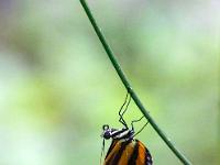 Gefleckter Tigerflügel Edelfalter hängt an Stängel